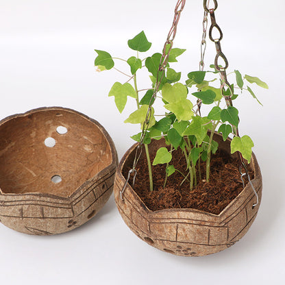 Creative coconut shell flower pot