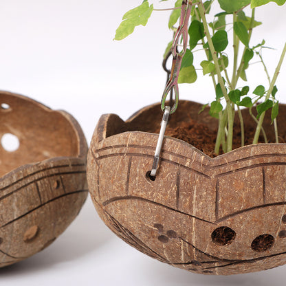 Creative coconut shell flower pot